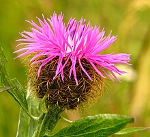 Centaurea phrygia bgiu.jpg