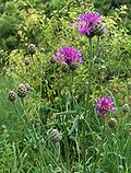 Vorschaubild für Skabiosen-Flockenblume