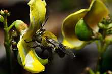 Centridini Bee on a Cow Pea, West Lake Park, Hollywood Fl..jpg