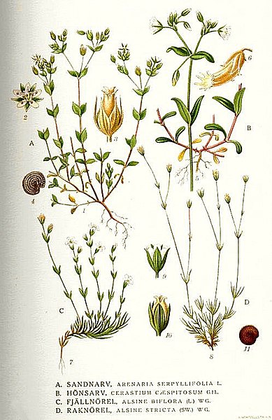 File:Cerastium holosteoides i01.jpg