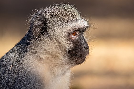 Vervet monkey (Chlorocebus pygerythrus), Kruger National Park