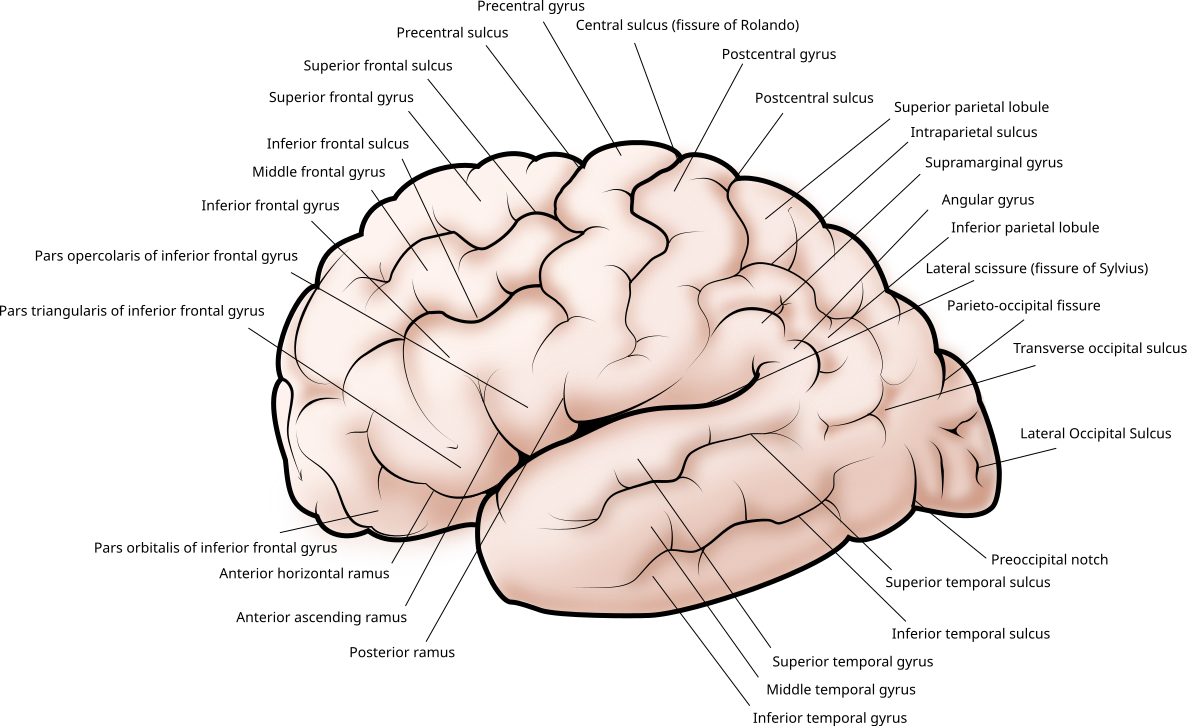 Human nervous system - Brain Lobes, Cortex, Neurons