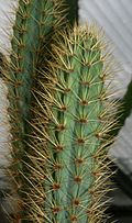 Cereus insularis Hemsley.jpg