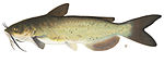 canal catfish1.jpg