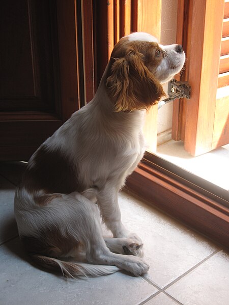 File:Charybdis - Cavalier King Charles Spaniel.jpg