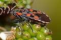 Lygaeidae : Spilostethus saxatilis