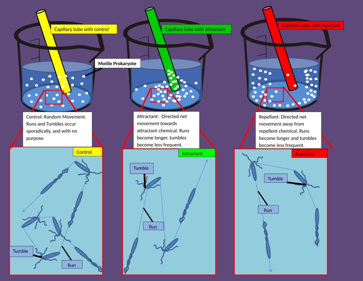 chemotaxis movement