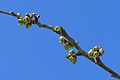 * Nomination Cherry blossom buds. --W.carter 13:49, 2 May 2017 (UTC) * Promotion There's a slight purple tone on the twig, I hope it's not a CA, you might check it. Good quality. --Basotxerri 15:11, 2 May 2017 (UTC) Sharp eyes as usual. No, that's not CA. The bark is very shiny so in the shadow it reflects the sky and it was an unusually clear day. The sky was in fact much blue-er, I have actually desaturated it and brightened it or no one would believe me. Thanks for reviewing. --W.carter 16:14, 2 May 2017 (UTC)