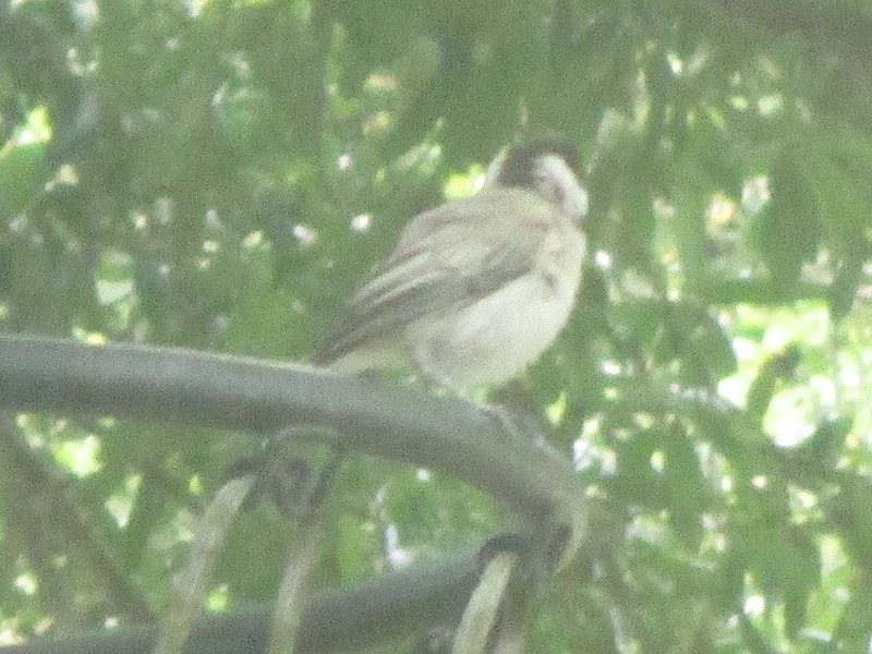 File:Chickadee on Basketball Rim.jpg