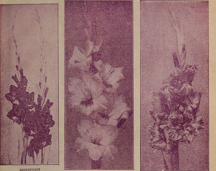 File:Childs' rare flowers, vegetables and fruits (1915) (20420022660).jpg