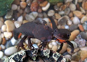 Descrierea imaginii Chinese Fire Bellied Newts 2.JPG.