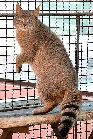 Chinese Mountain Cat (Felis Bieti) in XiNing Wild Zoo 2.jpg