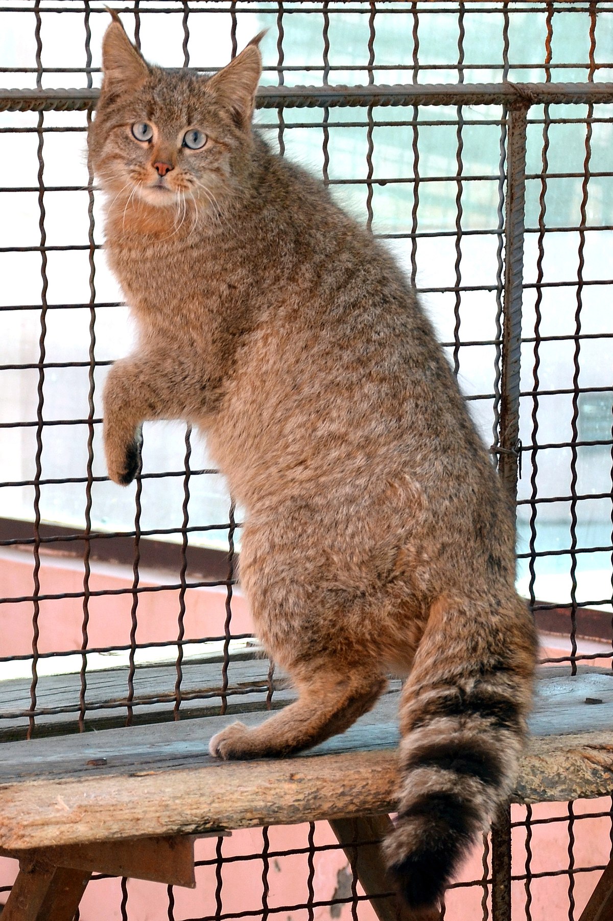 Китайская кошка (Felis bieti
