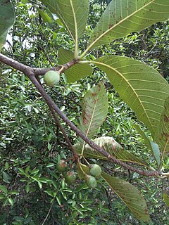 <i>Diploknema butyracea</i> Species of tree