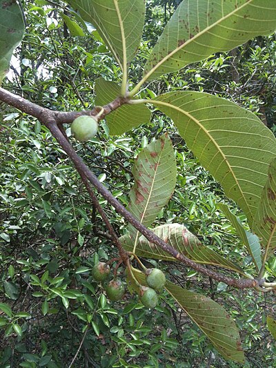 Phulwara fruit