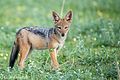 jackal pup chobe