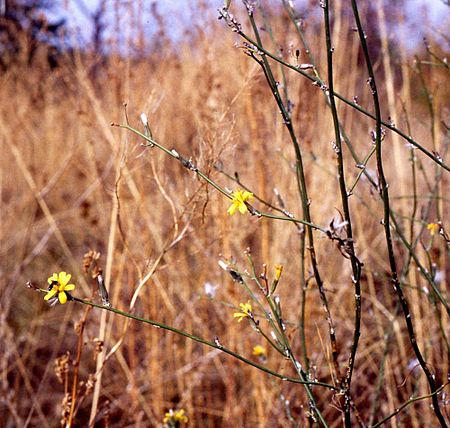 Chondrilla juncea2.jpg