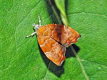 Choreutidae - Choreutis nemorana.JPG
