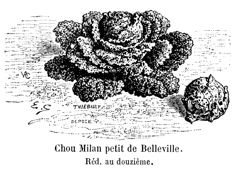 File:Chou Milan petit de Belleville Vilmorin-Andrieux 1904.png