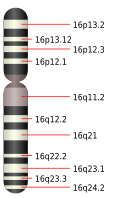 16號染色體