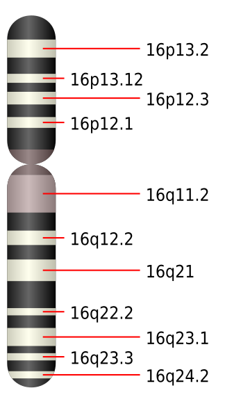 File:Chromosome 16.svg