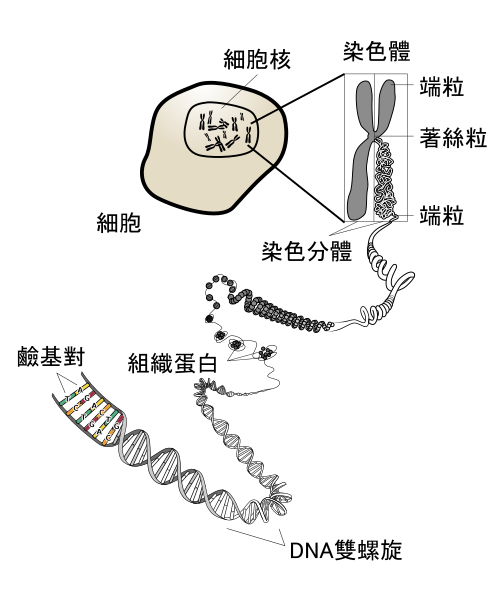 File:Chromosome zh-tw.svg