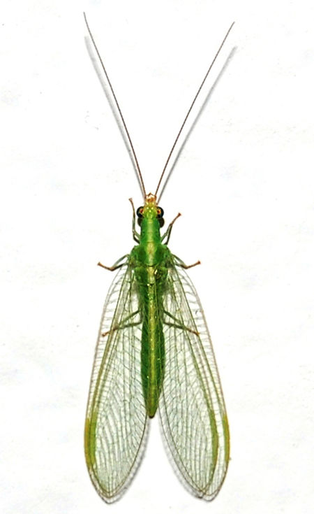 Chrysoperla_mediterranea