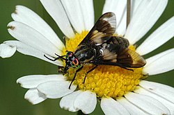 Chrysops relictus mātīte