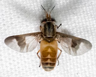 <i>Chrysops celatus</i> Species of fly