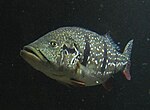 Cichla temensis.jpg