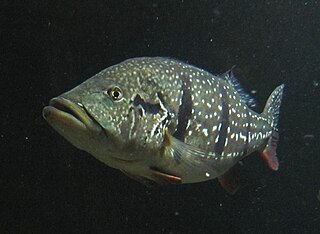 Cichla temensis