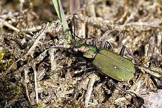 Cicindela campestris Cicindela.campestris.jpg