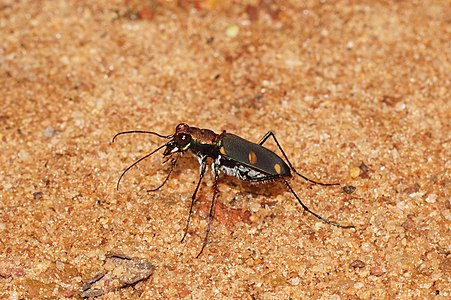 Cylindera sp.