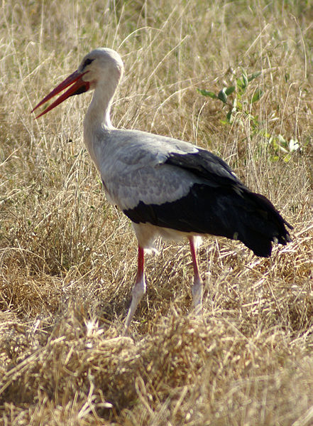 File:Ciconia ciconia -Tsavo East National Park, Kenya-8.jpg