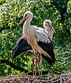 * Nomination White stork; Bird park Steinen, Germany --Llez 05:46, 25 July 2023 (UTC) * Promotion  Support Good quality. --Mike Peel 06:35, 25 July 2023 (UTC)