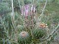 Cirsium Brevistylum