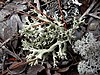 Cladonia perforata, a branching yellow-grey lichen