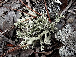 <i>Cladonia perforata</i> species of fungus