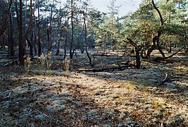 Korstmossen-dennenbos in Noord-Duitsland