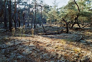 Pine Barrens