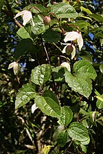 Vignette pour Clematis mauritiana