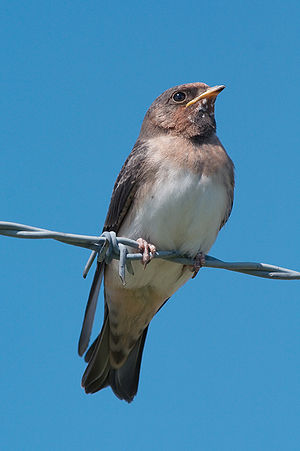 A cliff swallow (Petrochelidon pyrrhonota)