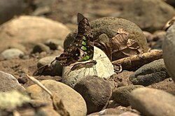 Close wing Mud puddle posture of Graphium agamemnon (Linnaeus, 1758) – Tailed Jay (Male) WLB-NEI DSC 4930.jpg