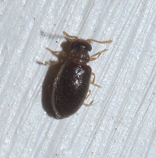 <i>Cnopus</i> Genus of beetles