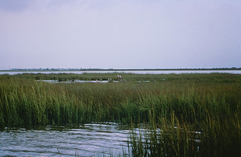 File:Coastal wetlands.jpg