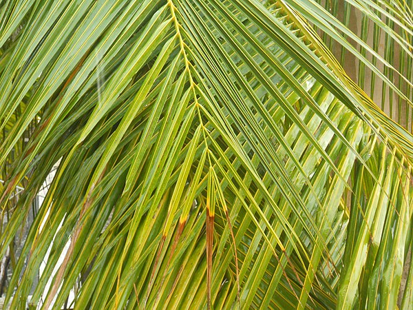 Coconut palm leaves