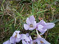 Colchicum Hungaricum