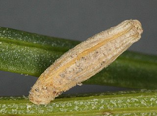 <i>Coleophora adspersella</i> Species of moth