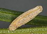 Coleophora adspersella (Witsprietmelde kokermot)