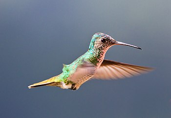 Golden-tailed Sapphire (Chrysuronia oenone)